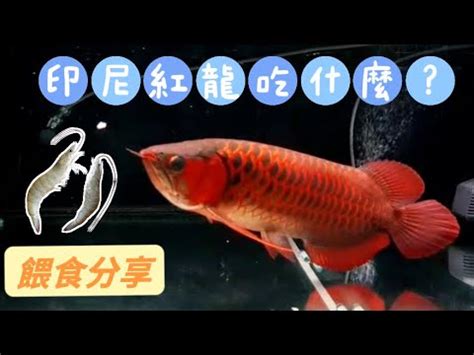 紅龍魚可以吃嗎|紅龍魚吃什麼，投食要注意什麼精選